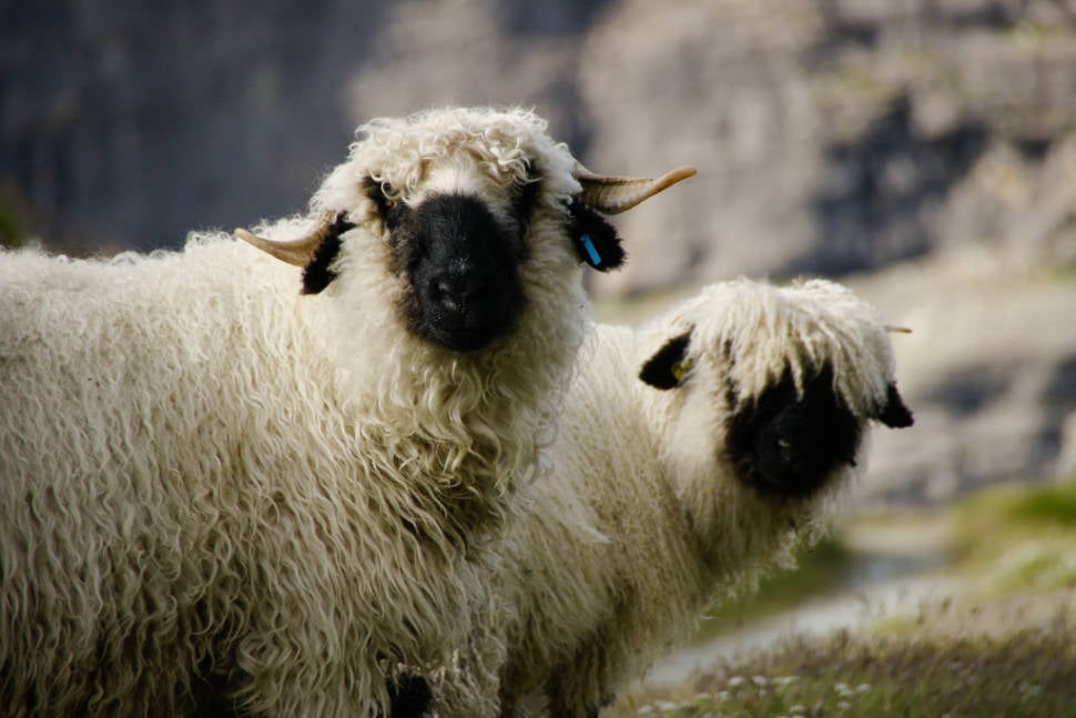 Best time for Valais Blacknose Sheep in Switzerland