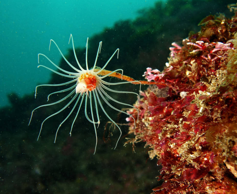 Delicate stinger - Magnificent hydroid - Ralpharia magnifica