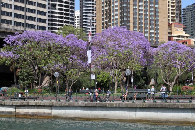Best time for Jacaranda Trees in Bloom in Sydney