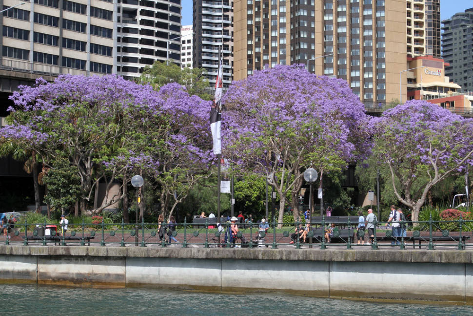 Best time for Jacaranda Trees in Bloom in Sydney
