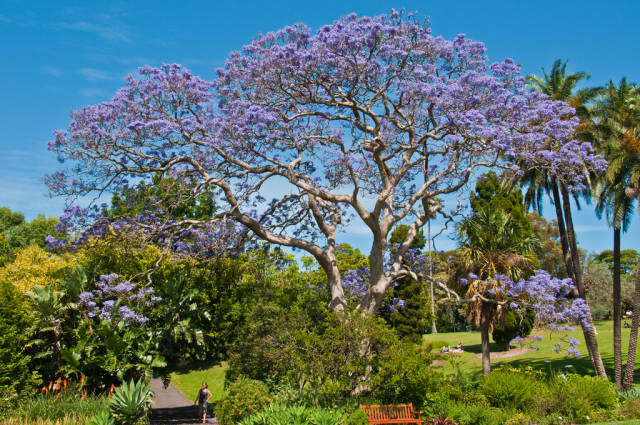 Jacaranda Trees in Bloom in Sydney - Best Time