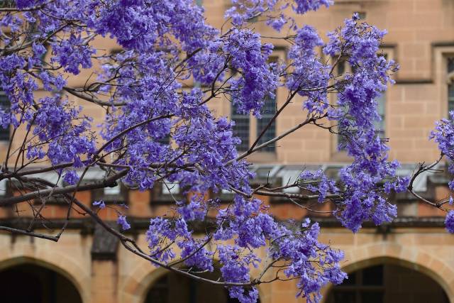 Jacaranda Trees in Bloom in Sydney - Best Season