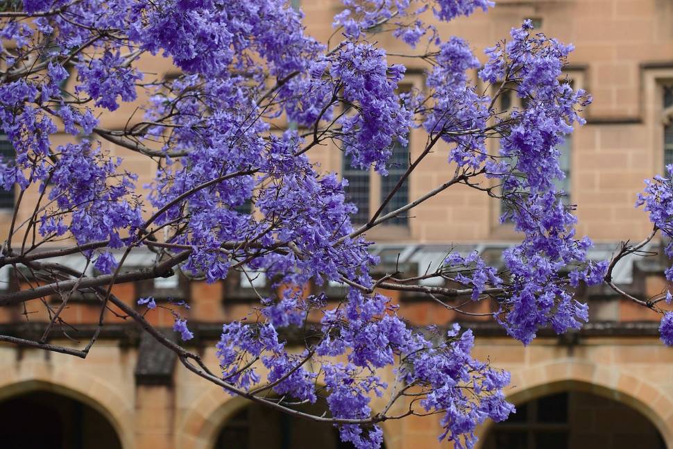 Jacaranda Trees in Bloom in Sydney - Best Season