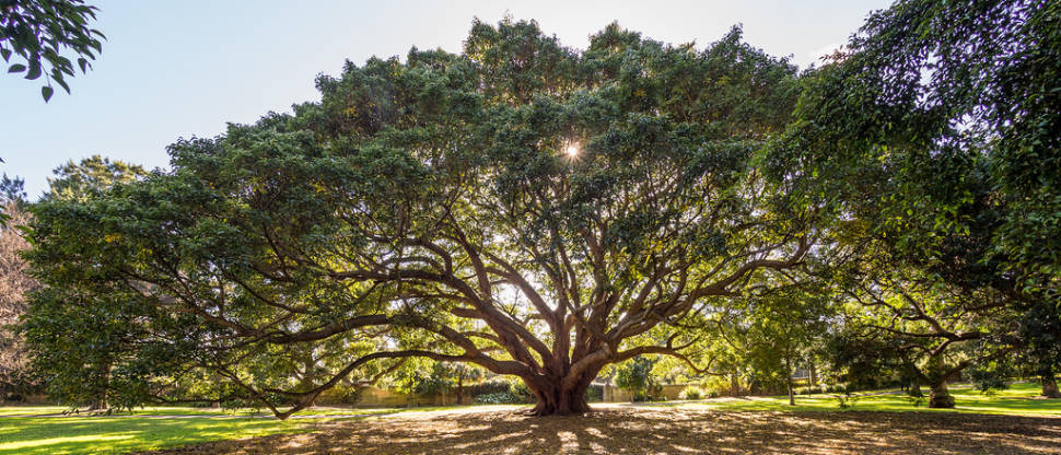 Morning light in the Royal Botanic Garden