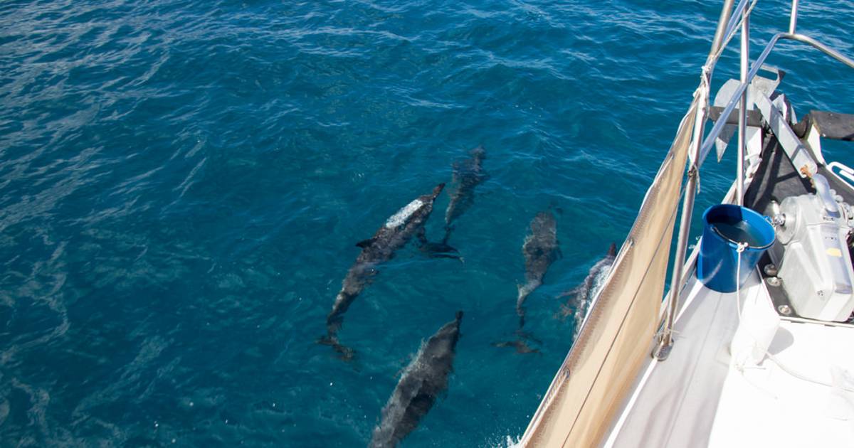 Dolphin Watching in Tahiti - Best Time
