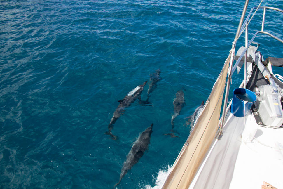 Dolphin Watching in Tahiti - Best Time