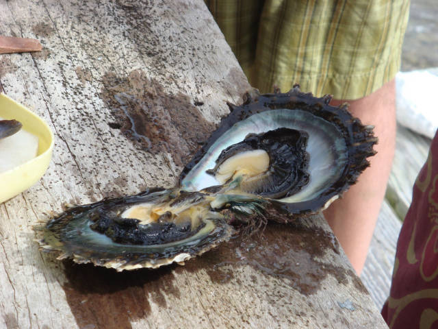 The opened pearl oyster