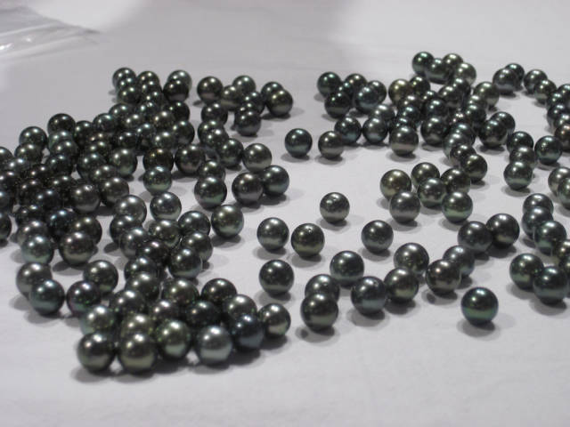 Tahitian Pearl Harvest in Tahiti - Best Time