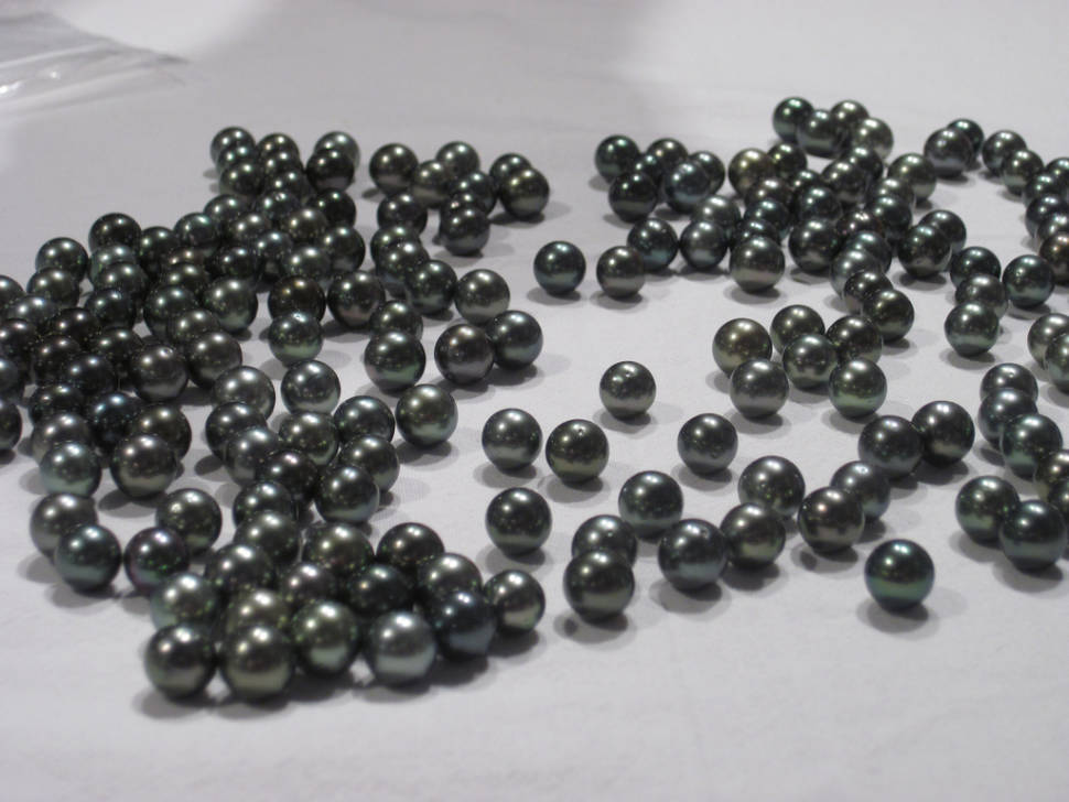 Tahitian Pearl Harvest in Tahiti - Best Time
