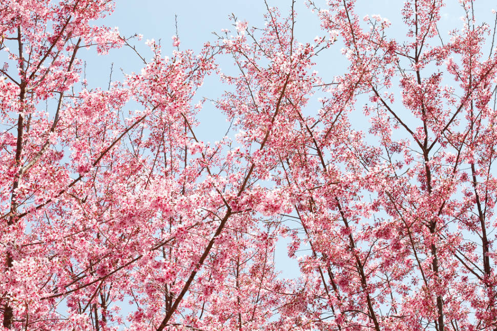 Cherry Blossom in Taiwan - Best Season