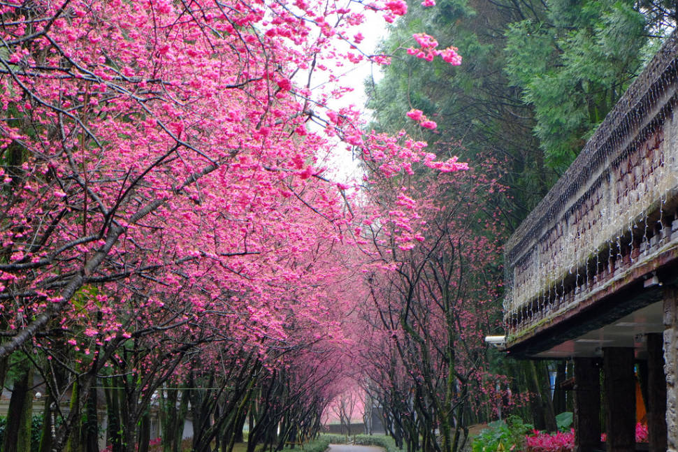 Cherry Blossom in Taiwan - Best Time