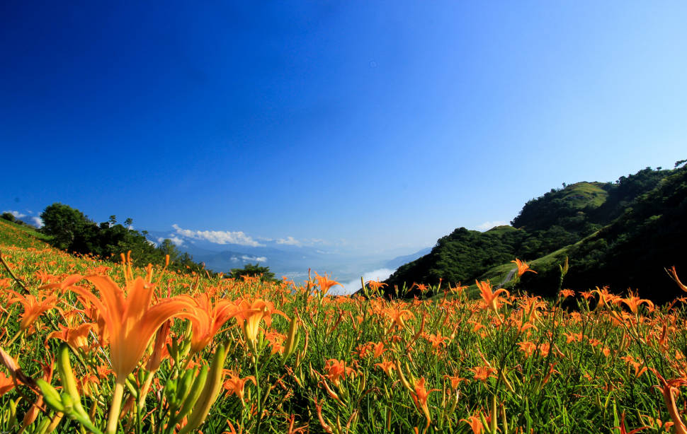 Best time for Daylily Blossom in Taiwan