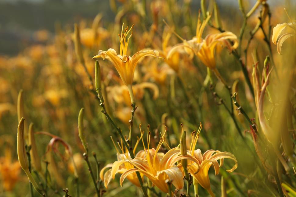 Daylily Blossom in Taiwan - Best Season