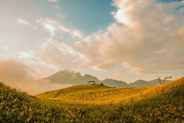 Best time to see Daylily Blossom in Taiwan