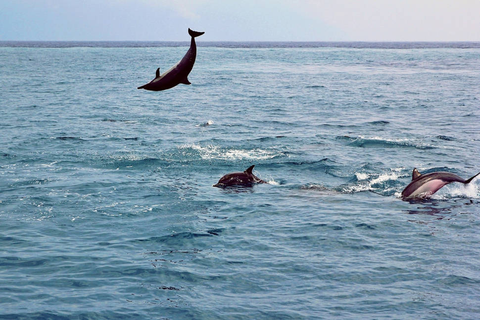 Dolphin and Whale Watching in Taiwan - Best Season