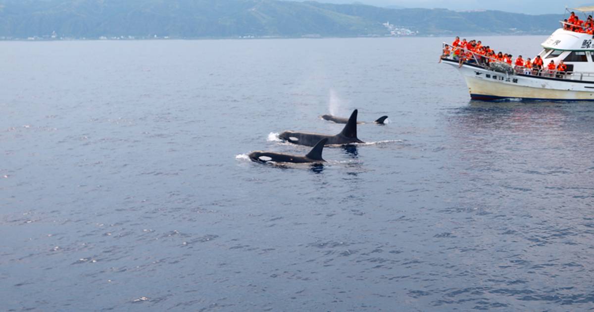 Dolphin and Whale Watching in Taiwan - Best Time