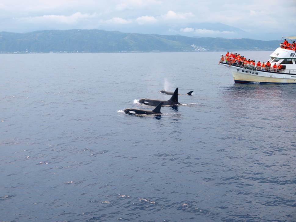 Dolphin and Whale Watching in Taiwan - Best Time