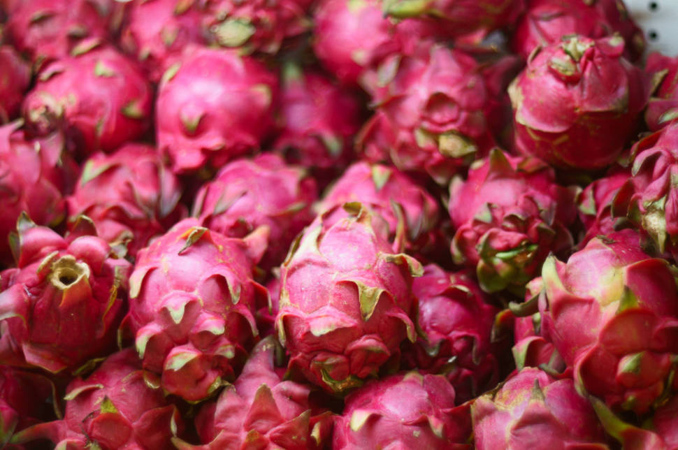 Dragon Fruit or Pitaya in Taiwan - Best Time