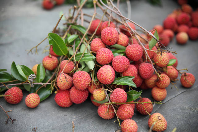 Litchi in Taiwan - Best Time