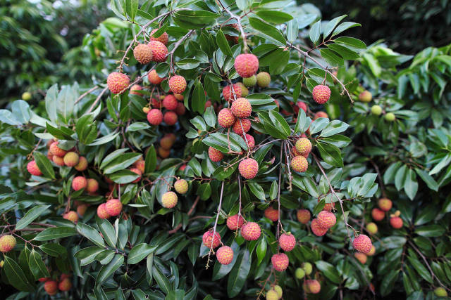 Litchi in Taiwan - Best Season