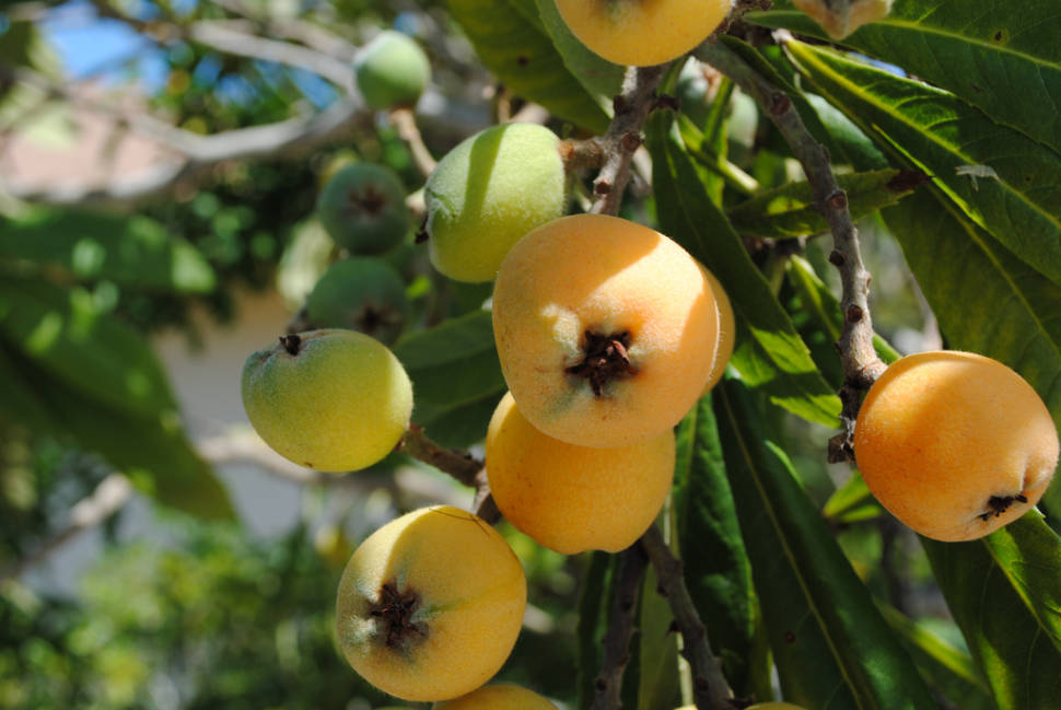 Loquat in Taiwan - Best Time