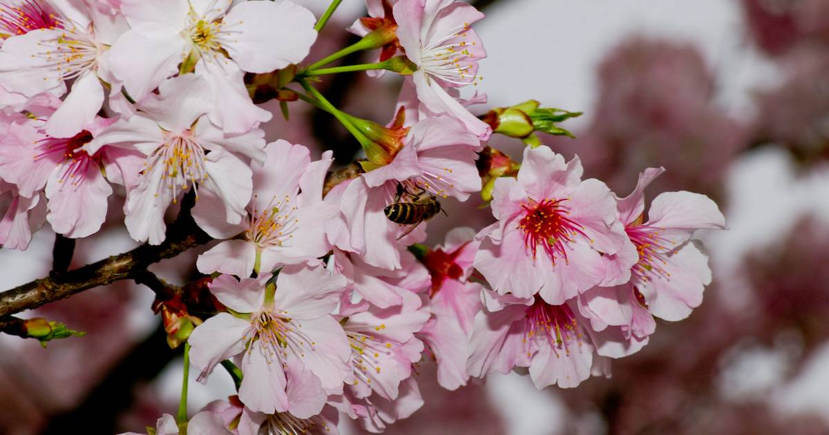 Best Time to See Yangmingshan Flower Season in Taiwan 2019 Rove.me