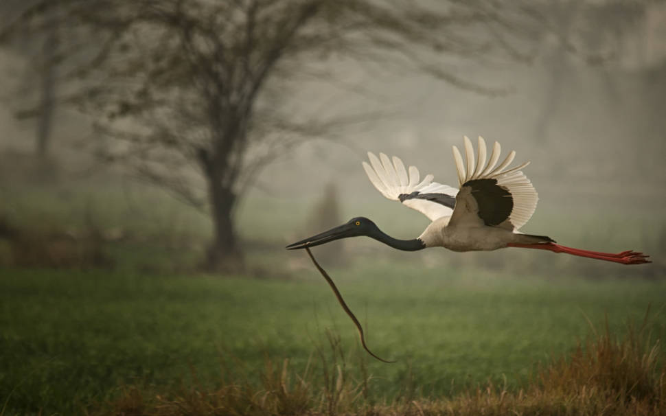 Black Necked Stork