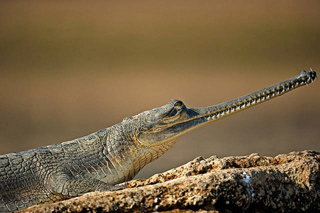 Gharial (alligator)