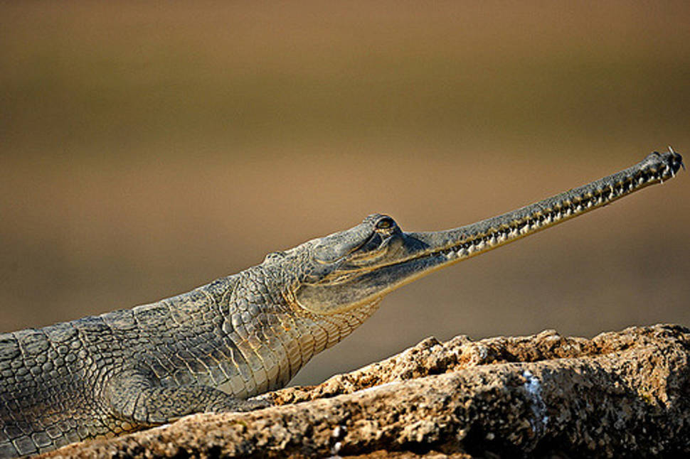 Gharial (alligator)