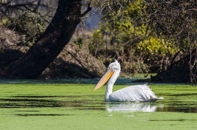 Chambal River Safari in Taj Mahal and Agra - Best Time