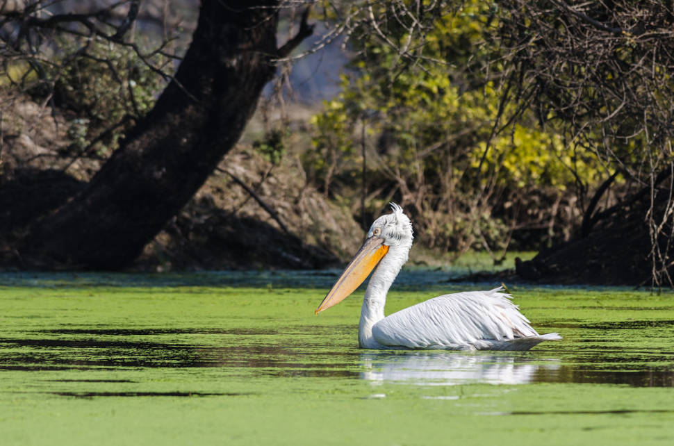 Chambal River Safari in Taj Mahal and Agra - Best Time