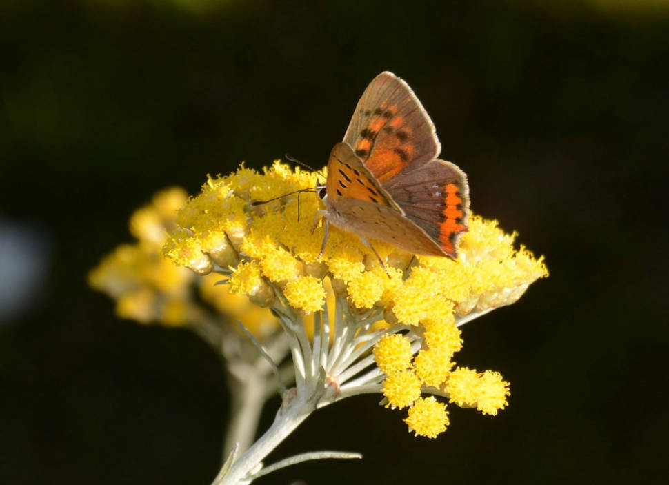 Lycaena phlaeas