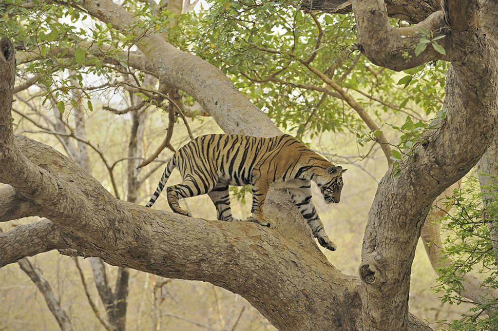 Tiger Safari in Ranthambore National Park in Taj Mahal and Agra - Best Season