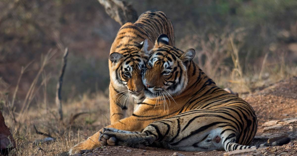 Tiger Safari in Ranthambore National Park in Taj Mahal and Agra - Best Time