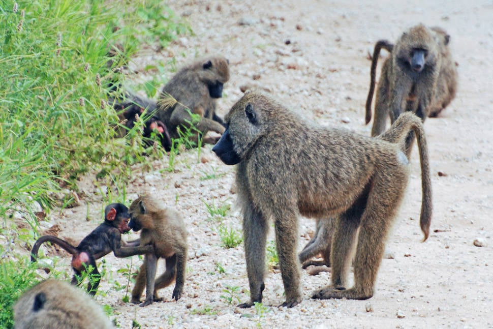 The olive baboon