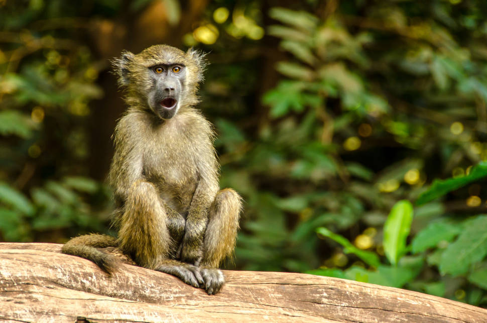 Baboon Troops in Tanzania - Best Season