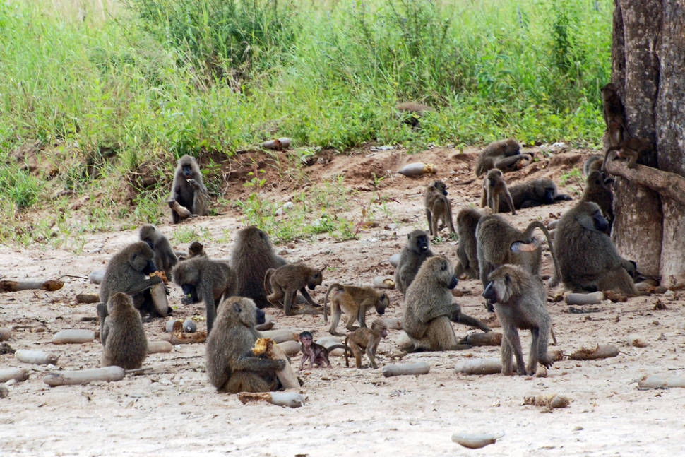 A troop of Olive Baboons