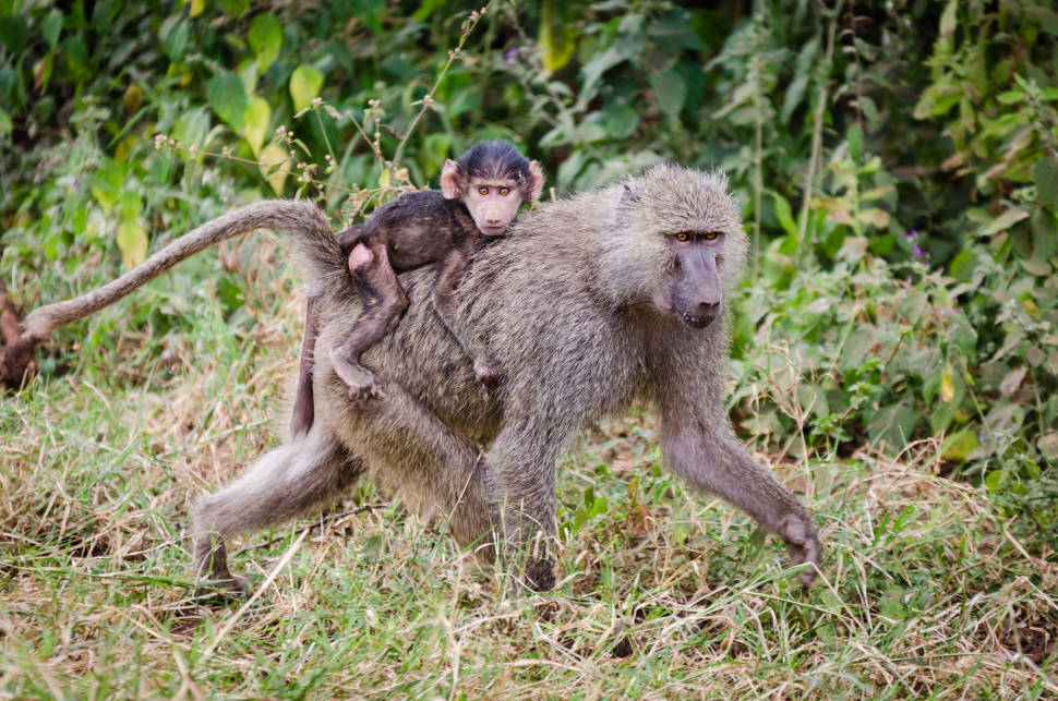 Baboon Troops in Tanzania - Best Time