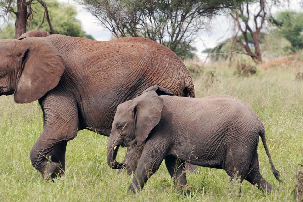 Tarangire: The African bush elephant or African savanna elephant