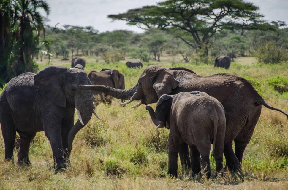 Herd of elephants in the Serengeti