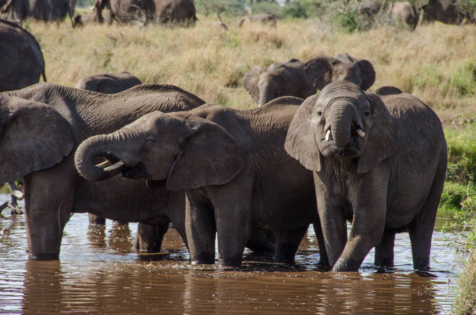 Elephant watering hole in the Serengeti