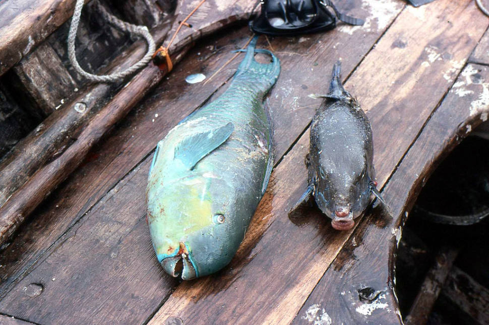 Fishing in Tanzania - Best Season