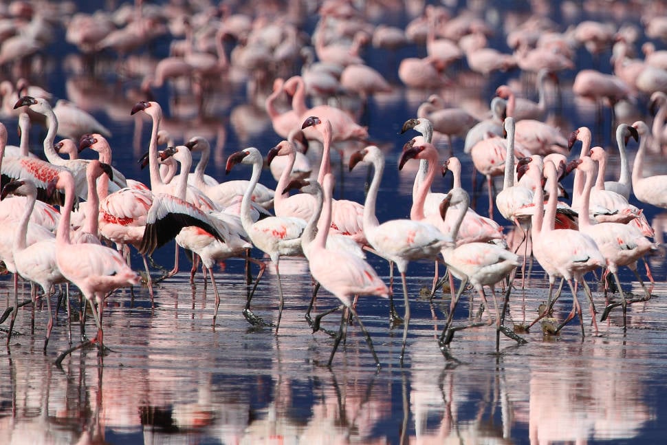 Flamingos in Tanzania - Best Time