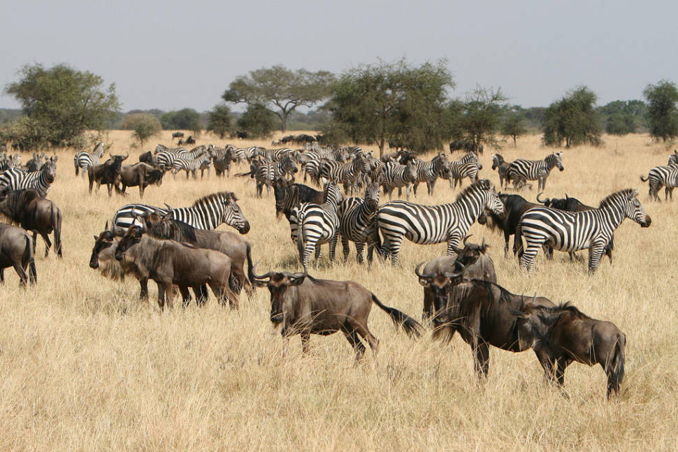 Best time for Safari