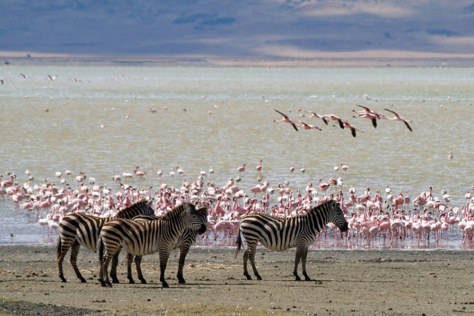 Safari in Tanzania - Best Season