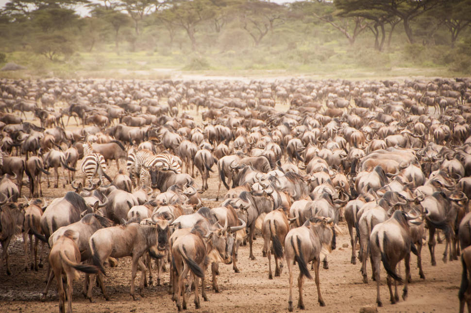 African Safari: The Great Migration, Serengeti National Park Tanzania