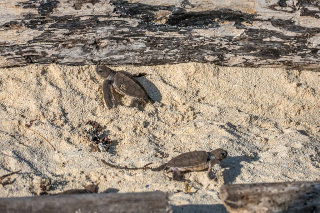 Best time to see Sea Turtle Hatchlings in Tanzania