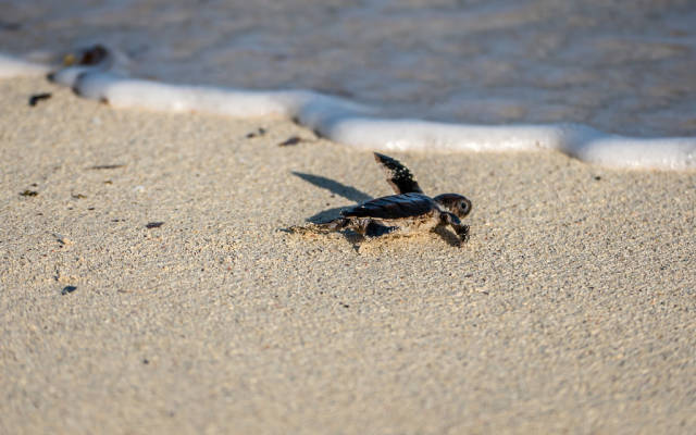 Best time for Sea Turtle Hatchlings in Tanzania