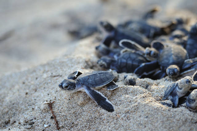Sea Turtle Hatchlings in Tanzania - Best Time
