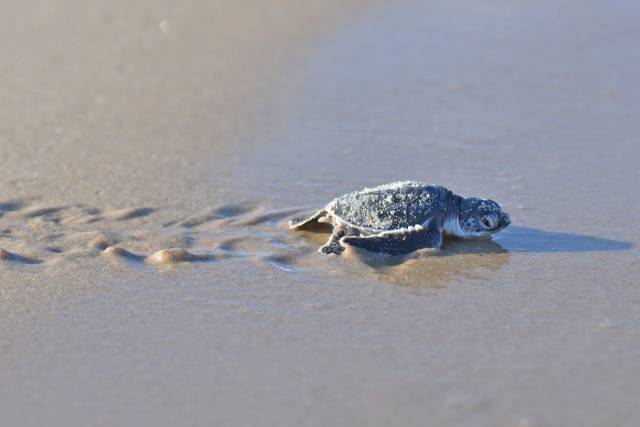 Sea Turtle Hatchlings in Tanzania - Best Season